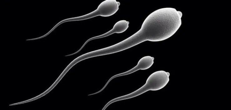 sperms image