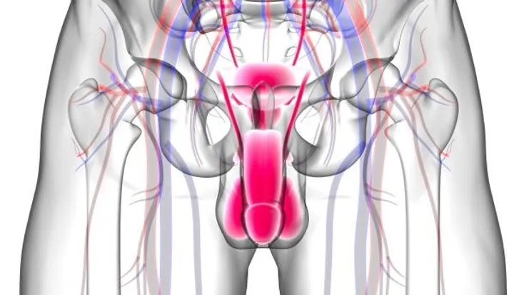 دعامة القضيب