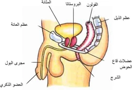 بروستاتا يمان التل بروستاتا يمان التل (1).jpg