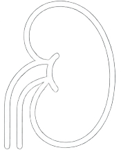 kidney
